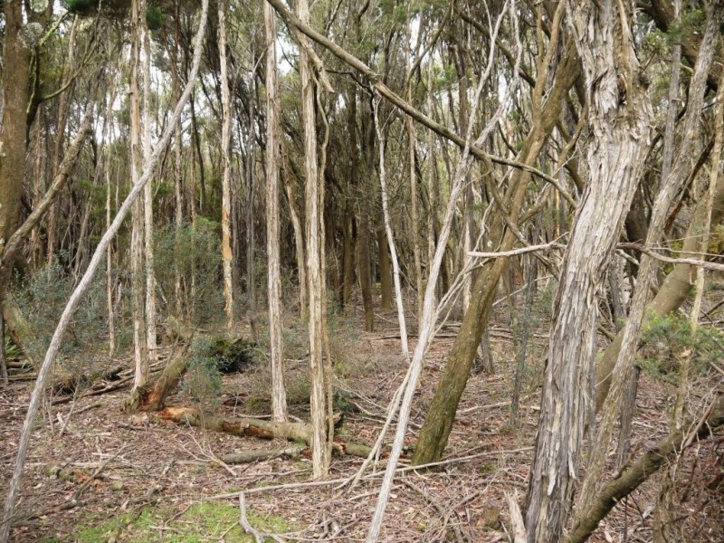 2000 Fraser Road, Naracoopa TAS 7256