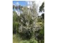 476 Old Grassy Road, Lymwood TAS 7256