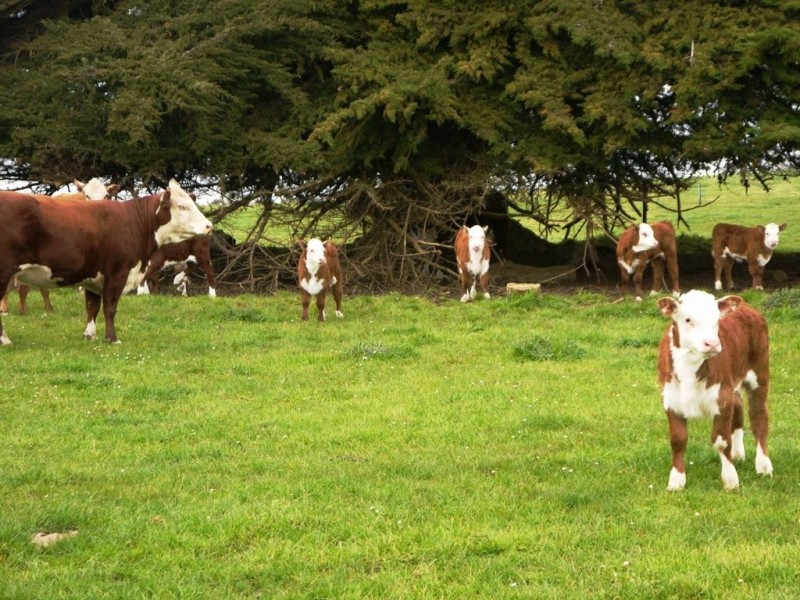 538 Mount Stanley Road, Lymwood TAS 7256