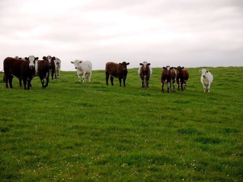 538 Mount Stanley Road, Lymwood TAS 7256