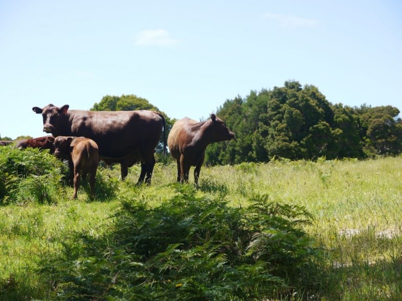 500 Millers Road, Lymwood TAS 7256