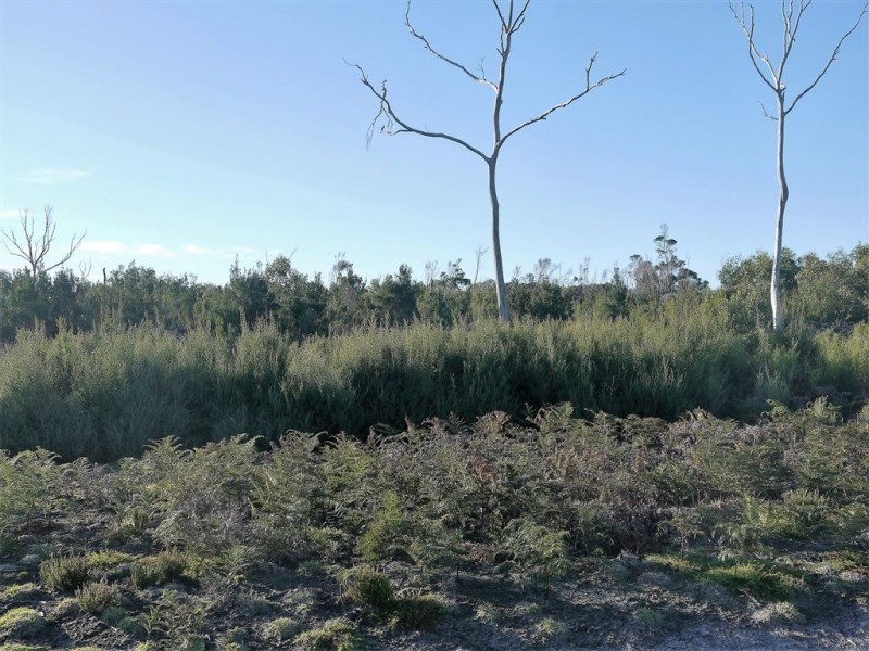 160 Youngs Road, Yambacoona TAS 7256