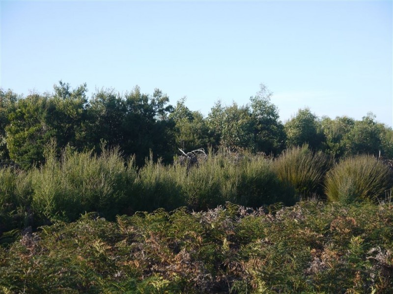 160 Youngs Road, Yambacoona TAS 7256