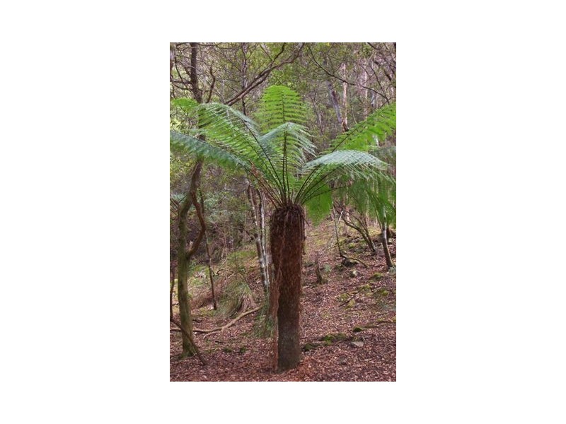 49 Bold Head Road, Yarra Creek TAS 7256