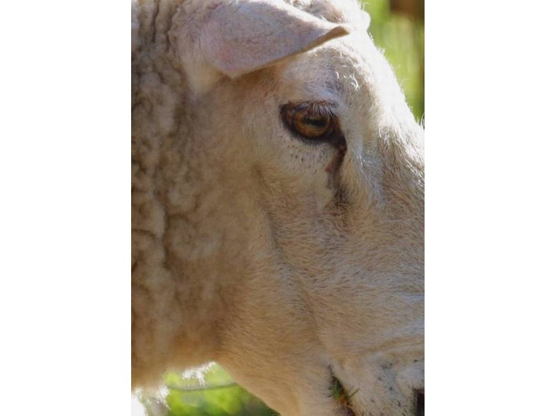 580 ha Mt Damper (35km South of Minnipa), Minnipa SA 5654