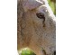 Lot 2 Highway One, Kyancutta SA 5651