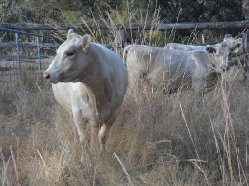 445 Kentucky Road, Newry VIC 3859