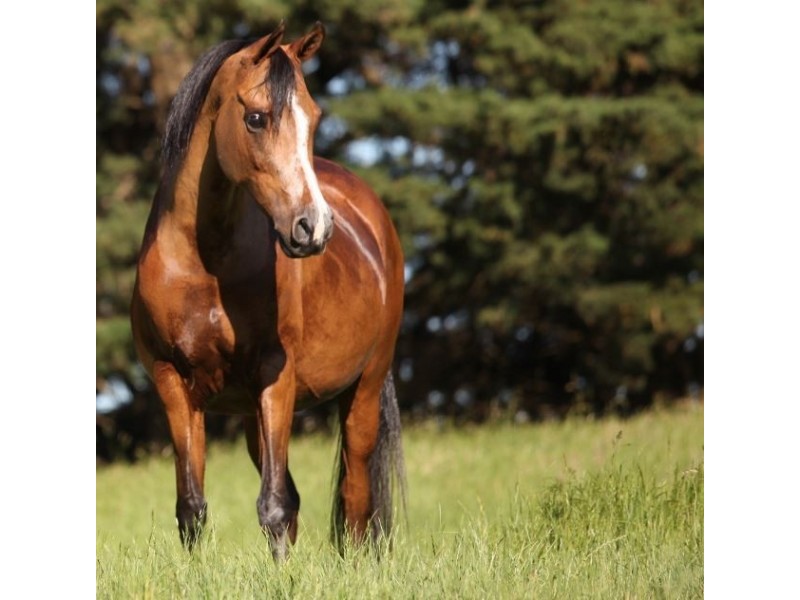 540 Bald Hill Road, Pakenham VIC 3810