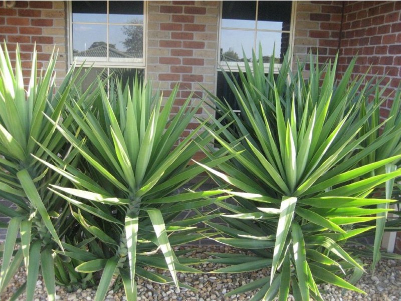 14 Edinburg Drive, Skye VIC 3977