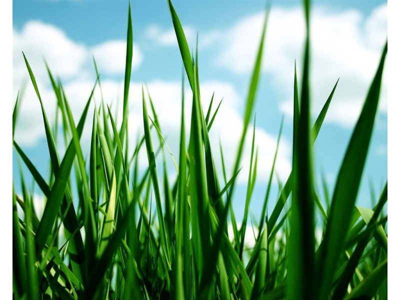 3 Lurline Street, Cranbourne VIC 3977