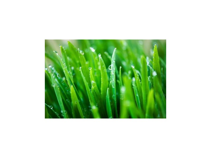 Lot/1037 Casuarina Road, Officer VIC 3809