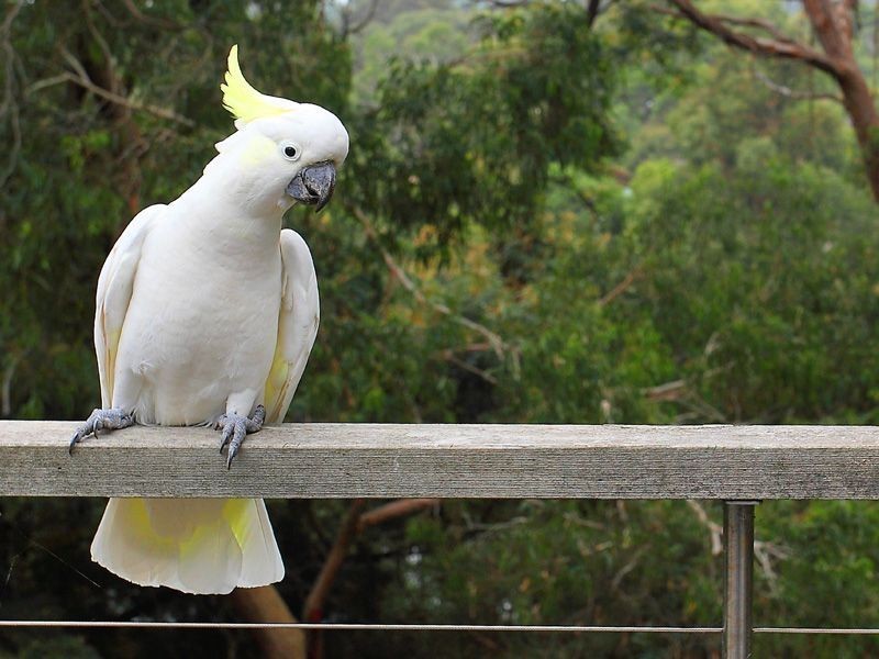 34 Glamorgan Crescent, Mount Martha VIC 3934