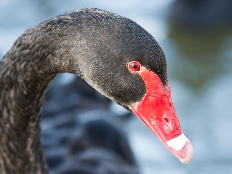 87 Beauford Avenue, Narre Warren South VIC 3805