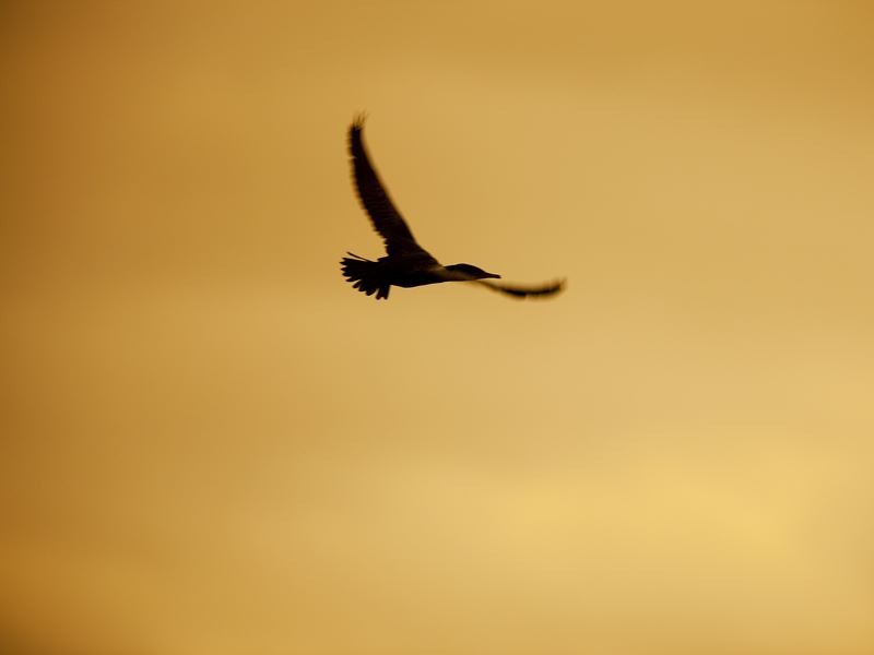 11 Leyland Drive, Narre Warren South VIC 3805