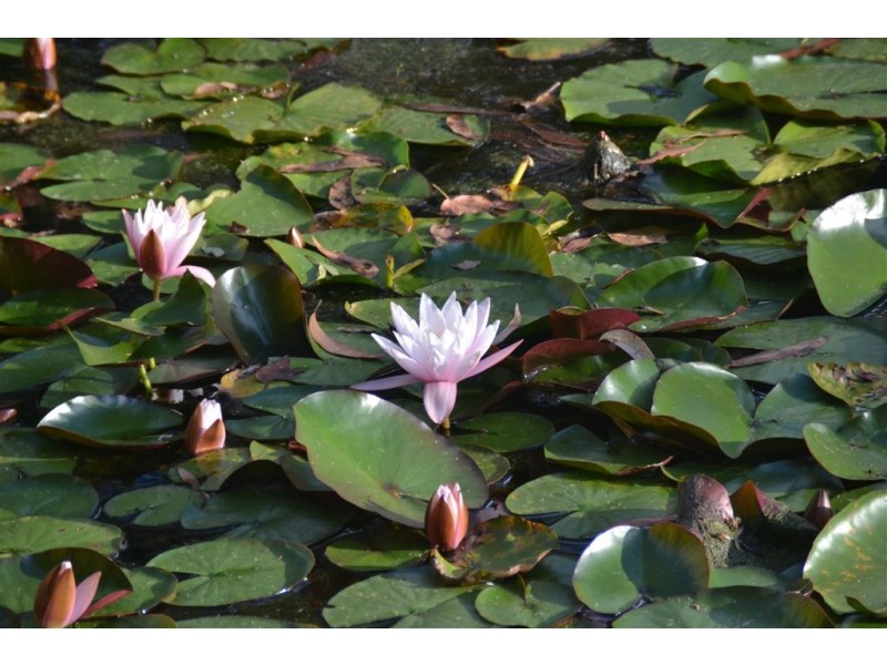 91a Warren Road, Nar Nar Goon North VIC 3812