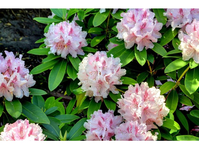 14 McLaren Court, Rosebud VIC 3939