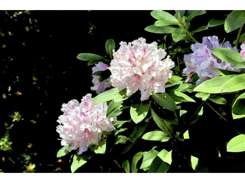 14 McLaren Court, Rosebud VIC 3939