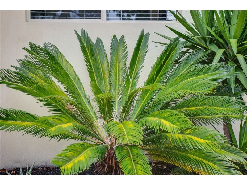 3/11 Wilson Street, Rosebud VIC 3939