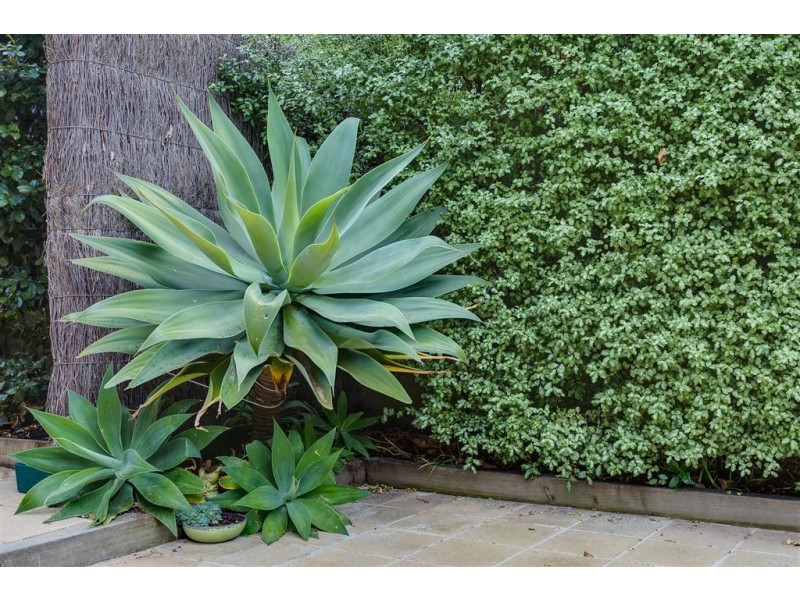 3/11 Wilson Street, Rosebud VIC 3939