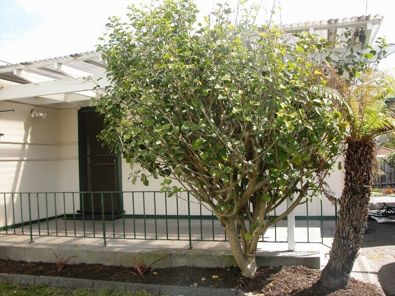 68 Spray Street, Rosebud VIC 3939