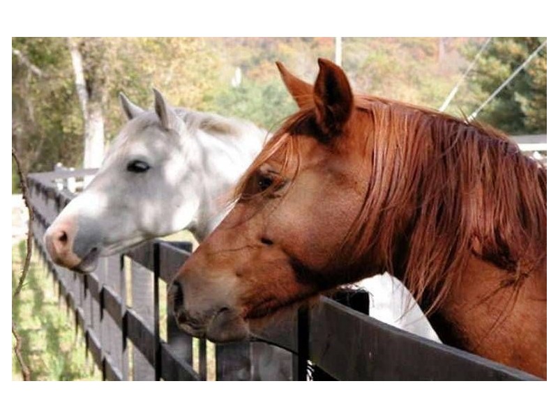 43 Clarke Street, Hendra QLD 4011