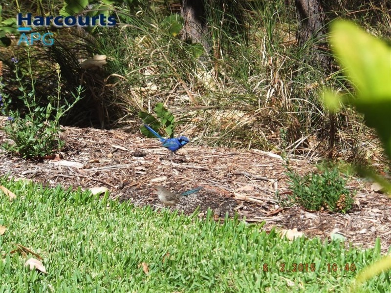 3 Melvin Place, Boyanup WA 6237