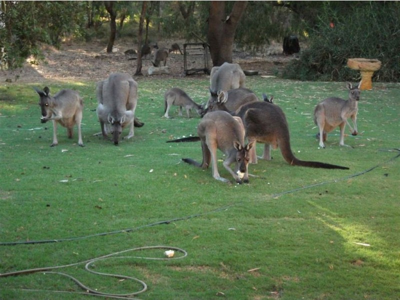 237 Ramsay Road, Stratham WA 6237