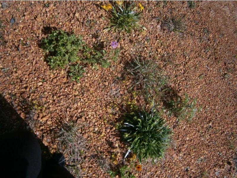 52 Parkfield Way, Australind WA 6233