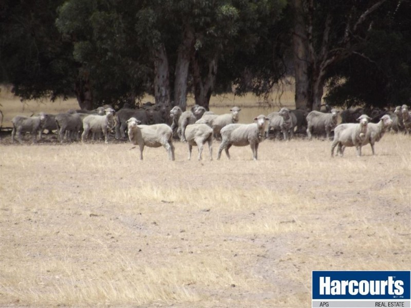 9980 Willams Location, Darkan WA 6392