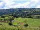 Maleny QLD 4552
