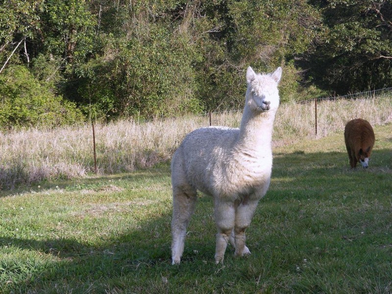 90 Ruwoldts Road, Dulong QLD 4560