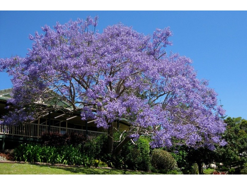 Montville QLD 4560