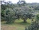 82 Akala Street, Flaxton QLD 4560