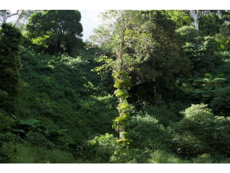 33 Narrows Road, Montville QLD 4560