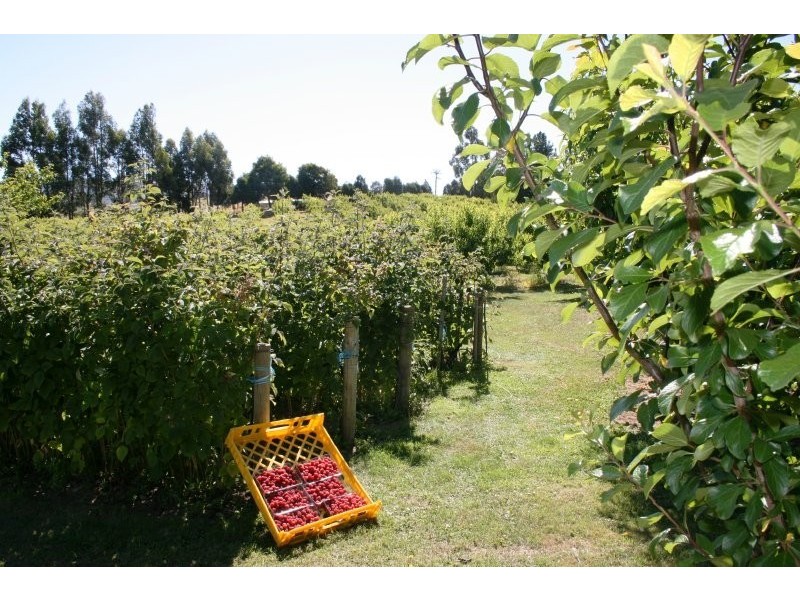 917 Winkleigh Rd, Winkleigh TAS 7275