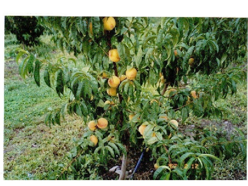 917 Winkleigh Rd, Winkleigh TAS 7275