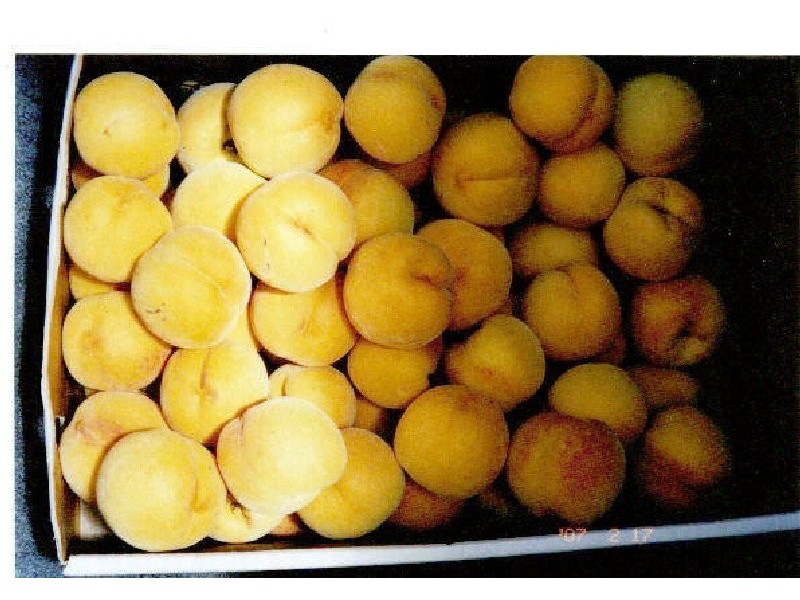 917 Winkleigh Road, Winkleigh TAS 7275