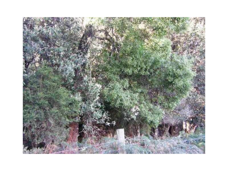 Lot 4 Tiffanys Park, Golconda Rd, Nabowla TAS 7260
