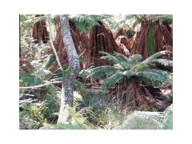 Lot 4 Tiffanys Park, Golconda Rd, Nabowla TAS 7260