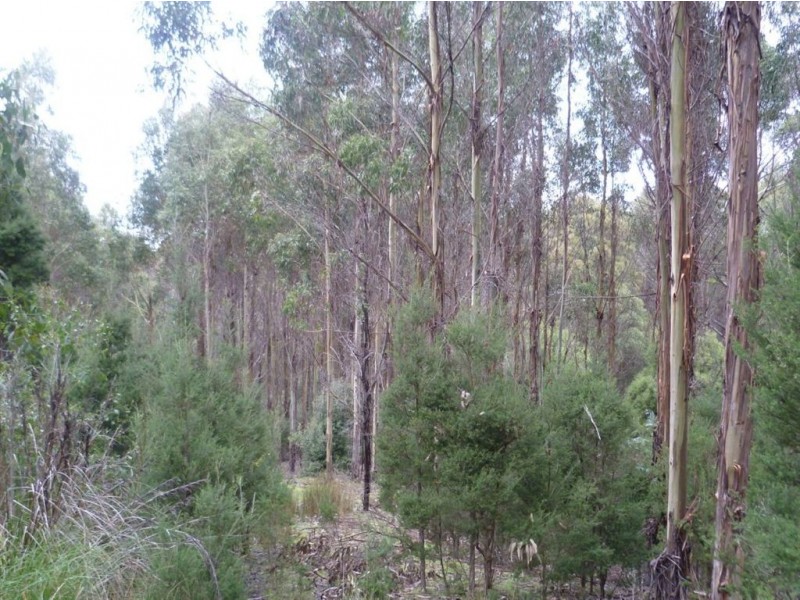 59 Yelton View Road, Notley Hills TAS 7275