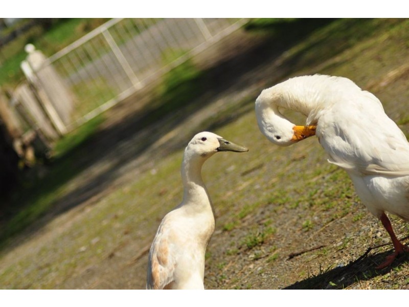 1740 Frankford Road, Frankford TAS 7275