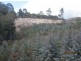 Lot 2 Hodgetts Road, Holwell TAS 7275