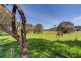 79 Loop Road, Glengarry TAS 7275