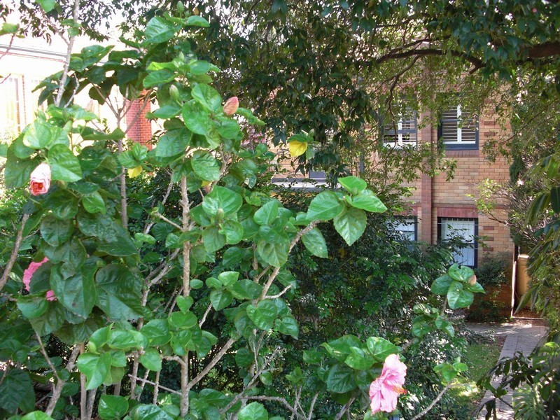 2/9 Pine Street, Cammeray NSW 2062