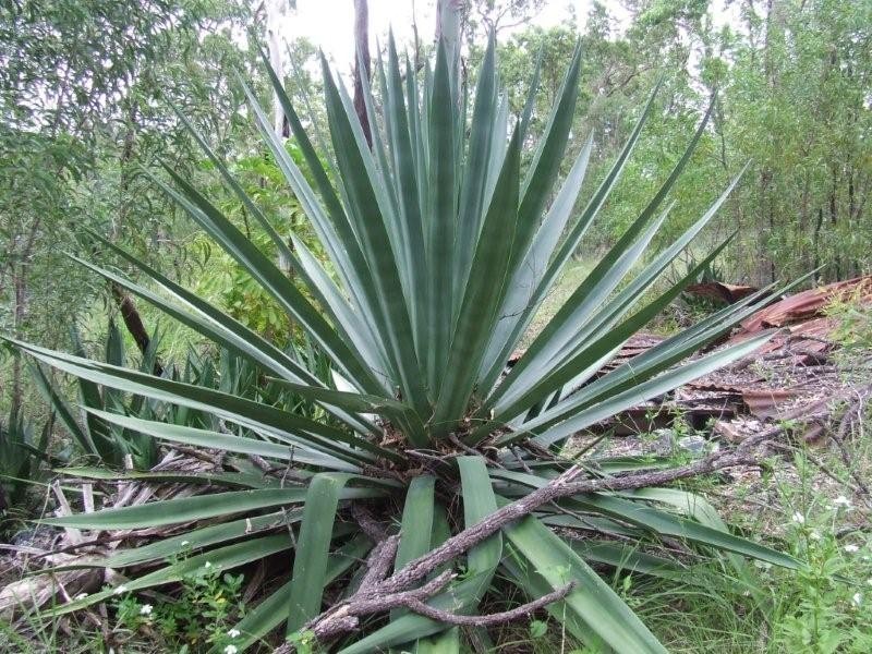 Lot 100 Range Road, Captain Creek QLD 4677
