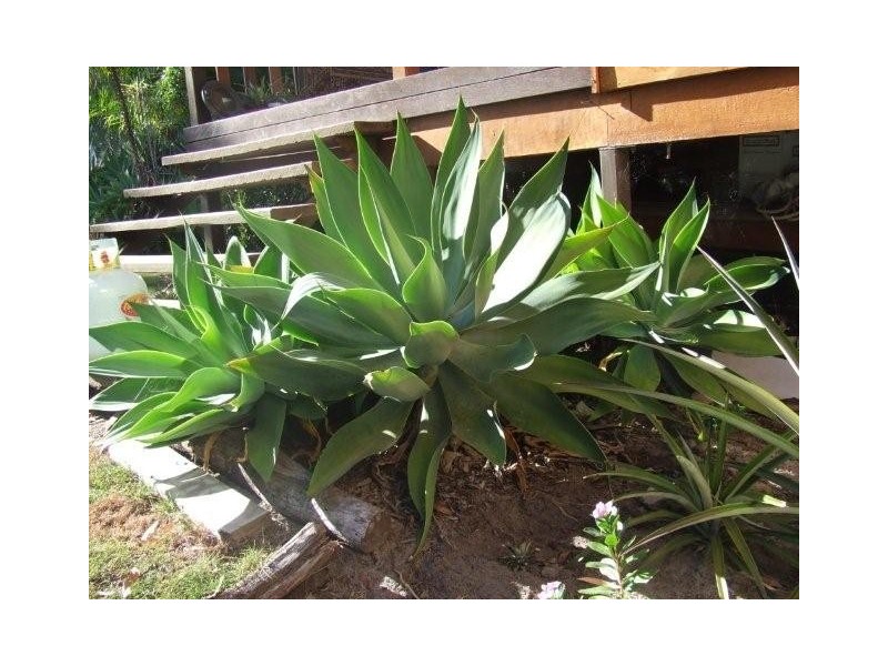 Lot 387 Whyte Cresent, Agnes Water QLD 4677