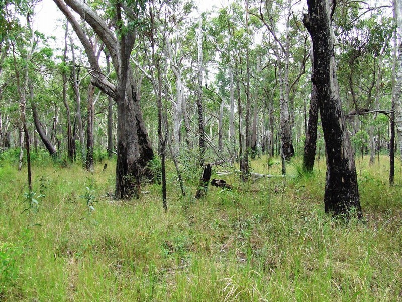 Lot 131 AVOCADO CRESCENT, Captain Creek QLD 4677