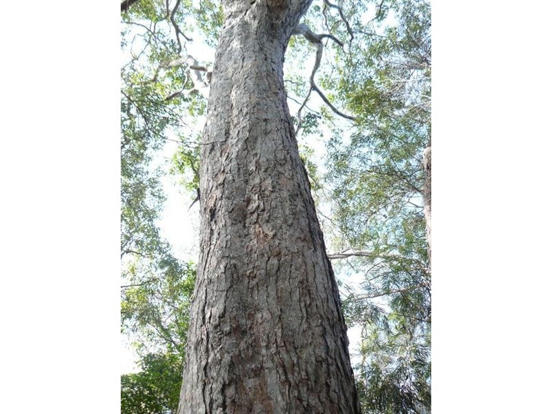 Lot 251 Allingham Way, Agnes Water QLD 4677