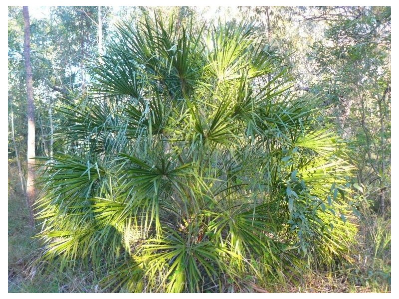 Lot 266 Allingham Way, Agnes Water QLD 4677