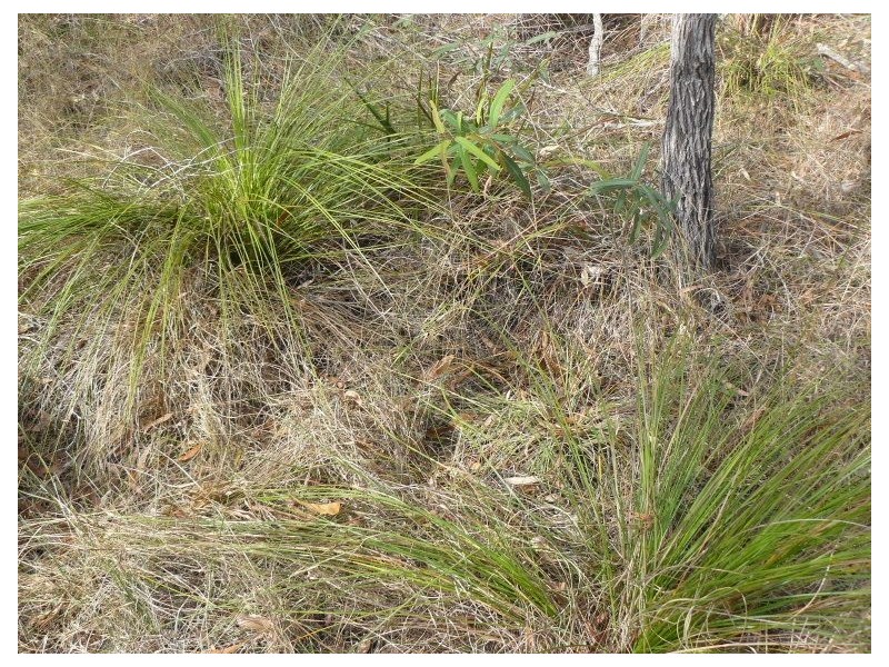 Lot 346 Streeter drive, Agnes Water QLD 4677